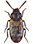 Mycetophagus multipunctatus