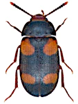 Mycetophagus quadripustulatus