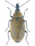 Mycterus curculioides