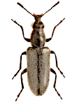 Nemonyx lepturoides