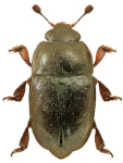 Brassicogethes coracinus