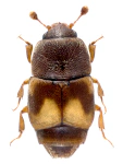 Carpophilus hemipterus
