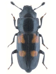 Glischrochilus quadripunctatus