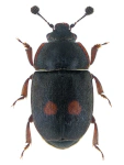Nitidula bipunctata