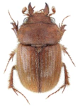 Codocera ferruginea