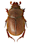 Ochodaeus chrysomeloides