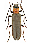 Anogcodes fulvicollis