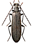 Calopus serraticornis