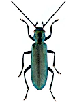 Ischnomera cyanea