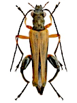 Oedemera podagrariae