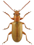 Orsodacne cerasi