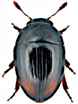 Olibrus bimaculatus