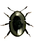 Phalacrus corruscus