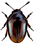 Stilbus testaceus