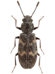Phloeostichus denticollis