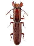 Prostomis mandibularis