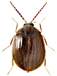 Eubria palustris