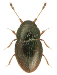Ptenidium longicorne