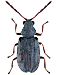 Dryophilus pusillus