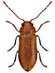 Ernobius abietinus