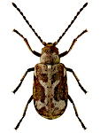 Ptinomorphus imperialis