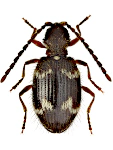 Ptinus rufipes