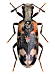 Agnathus decoratus
