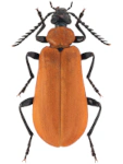 Pyrochroa coccinea