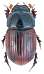 Aphodius fimetarius