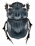 Copris lunaris