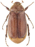 Holochelus pilicollis
