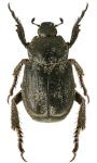Hoplia graminicola