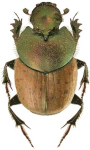 Onthophagus coenobita