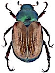 Phyllopertha horticola
