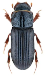Pleurophorus caesus