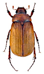 Serica brunnea