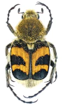 Trichius fasciatus