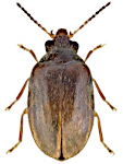 Contacyphon coarctatus