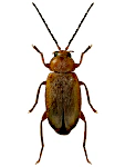 Elodes minutus