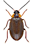 Odeles marginata