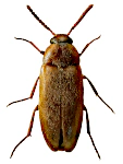Scraptia fuscula