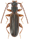 Dendrophagus crenatus
