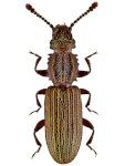 Oryzaephilus surinamensis