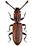 Silvanus bidentatus