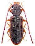 Uleiota planata