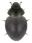Sphaerius acaroides