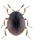Aspidiphorus orbiculatus