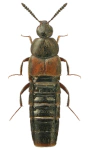Aleochara haemoptera