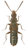 Aloconota gregaria