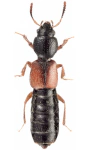 Bledius longulus